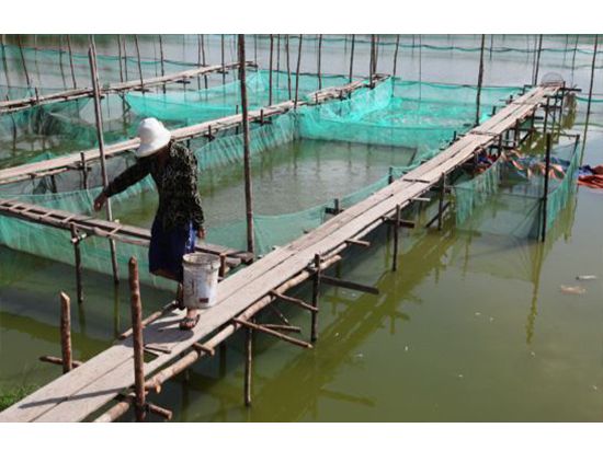 中国企業　カンボジアの養殖業に注目
