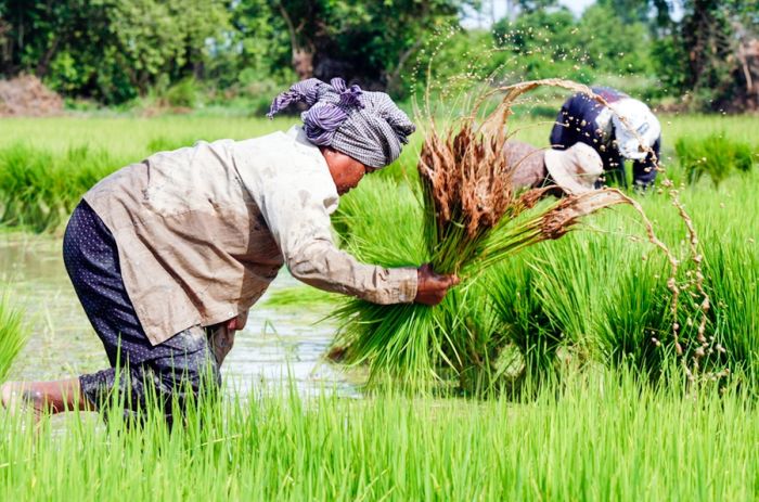 カンボジア米農家へ殺菌剤の規制が義務化