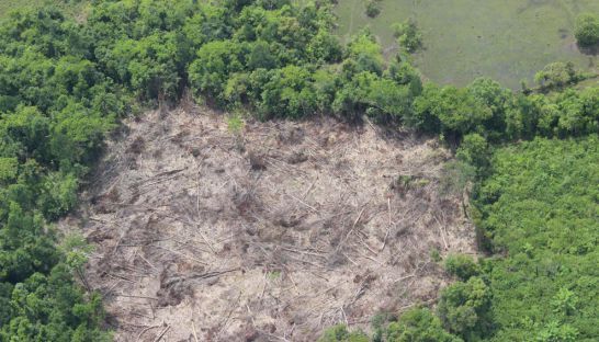 カンボジア、各地で相次ぐ違法伐採