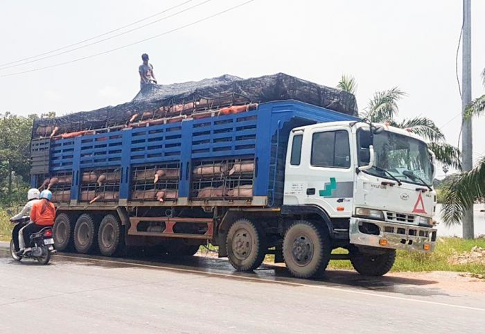 感染が疑われたベトナム産の豚の運搬を許可