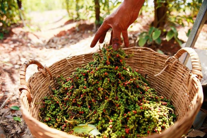 カンボジアの胡椒の生産量増加