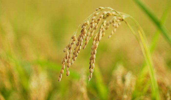 農業省、ジャポニカ米の生産開始に向け実地試験を実施