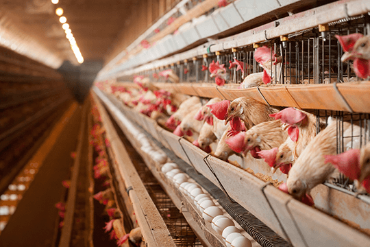 中国の企業、カンボジアの 養鶏場建設の支援に合意