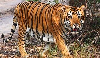 モンドルキリ州にてインドから輸入した虎を繁殖させる計画を発表
