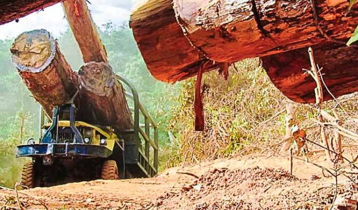 カンボジア、ベトナムへの木材輸出量が不透明