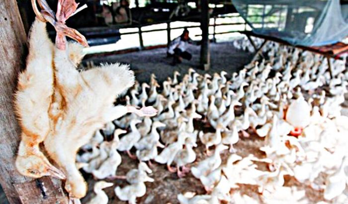 カンボジア、鳥インフルエンザが発生