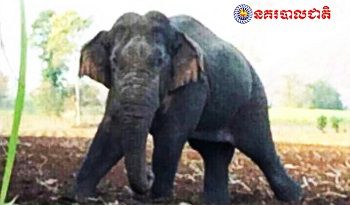 バッタンバン州で野生の象に女性が踏まれ重傷を負う事故が発生