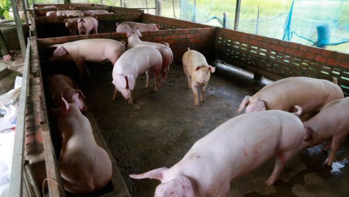 カンボジア国内の豚、需要に追いつかず