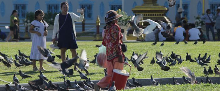 王宮前の鳩への餌やりが禁止に、当局が警告