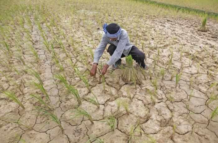 カンボジア政府、干ばつのため農家への稲作抑制を指示