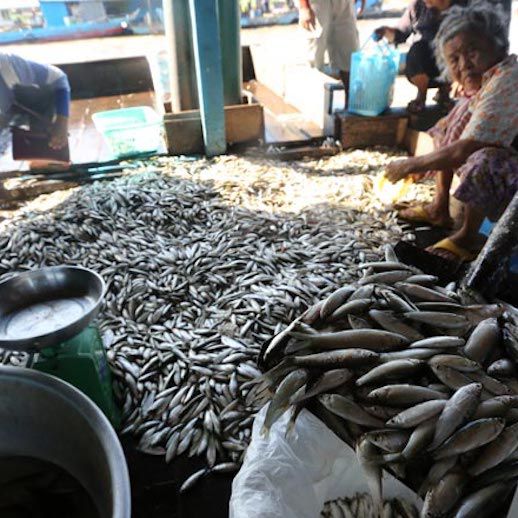 カンボジアの漁獲高、上昇か