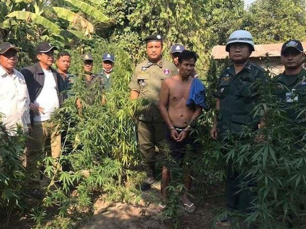 カンボジア・タケオ州で大麻栽培、男性逮捕
