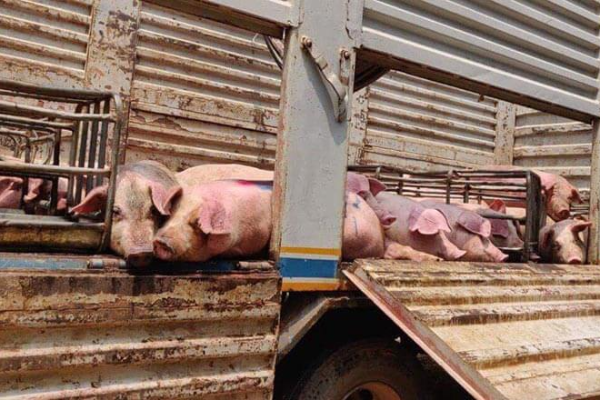 豚40頭を殺処分、アフリカ豚熱ウイルス感染で