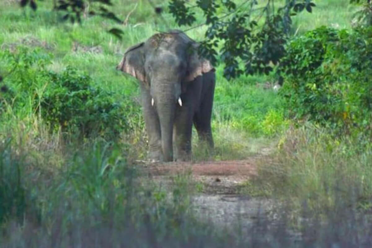 タイでカンボジア人男性が象に踏まれて死亡