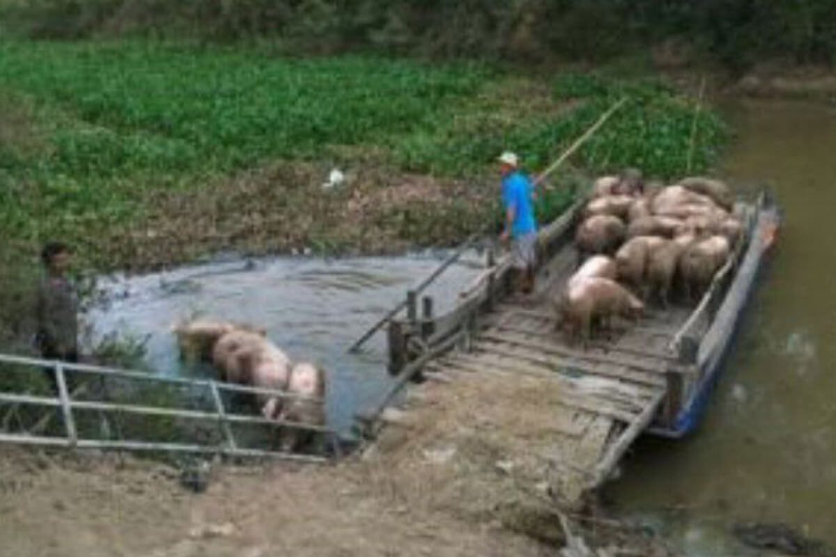 毎日300〜600匹の豚がカンボジアへ密輸　スバイリエン州