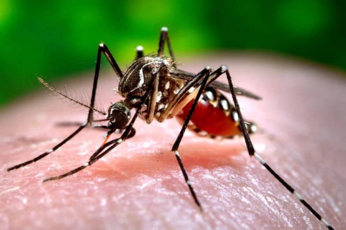 殺虫剤が効かないデング熱媒介の蚊、カンボジア含む東南アジアで拡大
