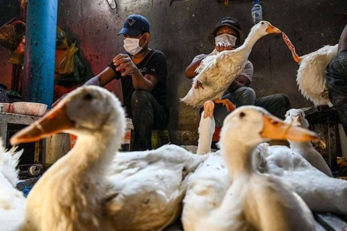 カンボジアで鳥インフル感染者2人、WHOが懸念と警戒を呼び掛け