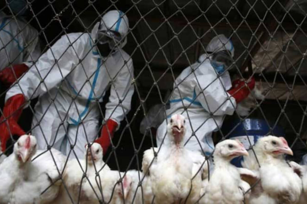 カンボジアの鳥インフルエンザ感染、感染源は家禽：保健当局