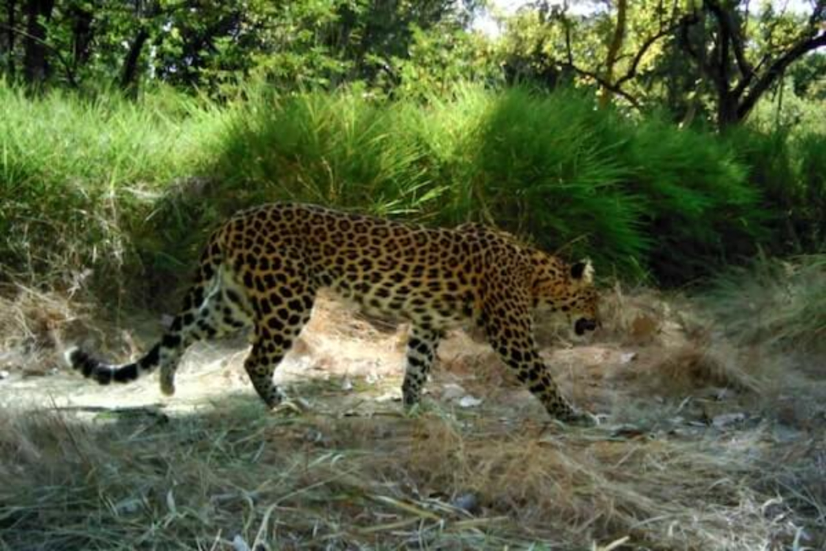 カンボジアのインドシナヒョウ、今世代で絶滅の可能性