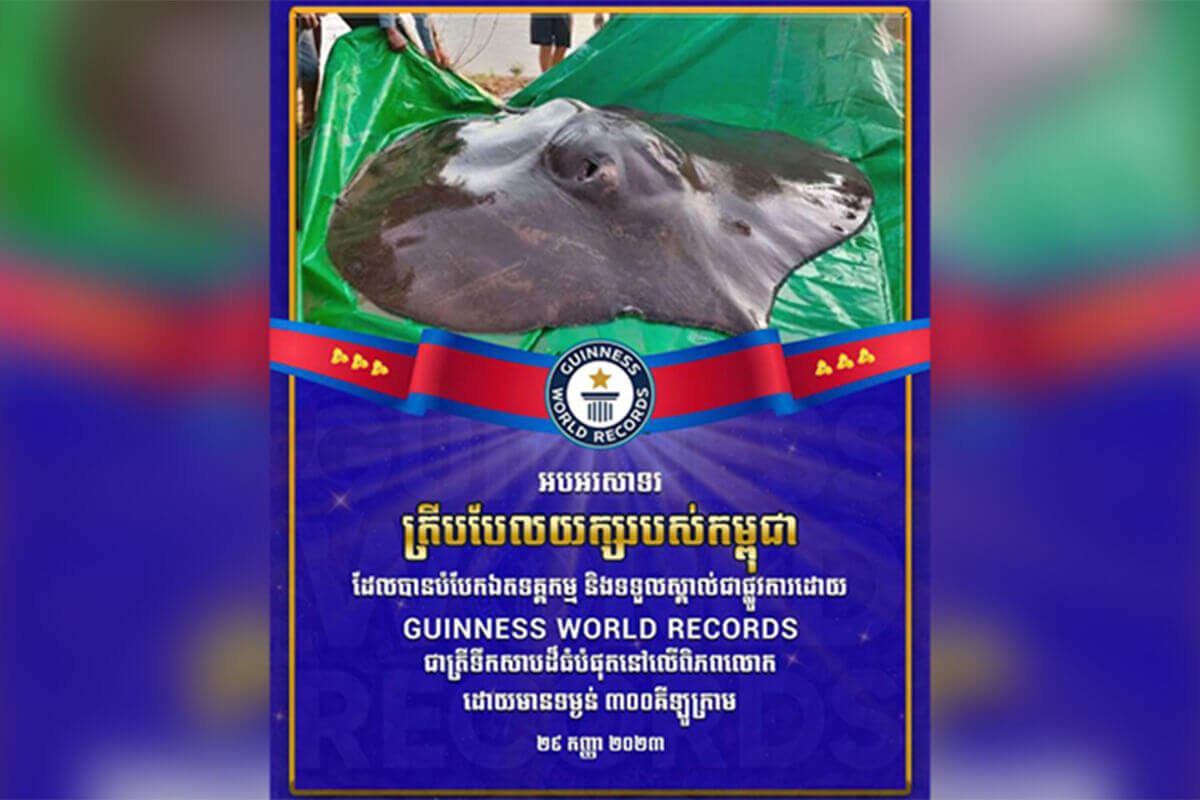 カンボジアの巨大淡水エイ、ギネス世界記録に認定