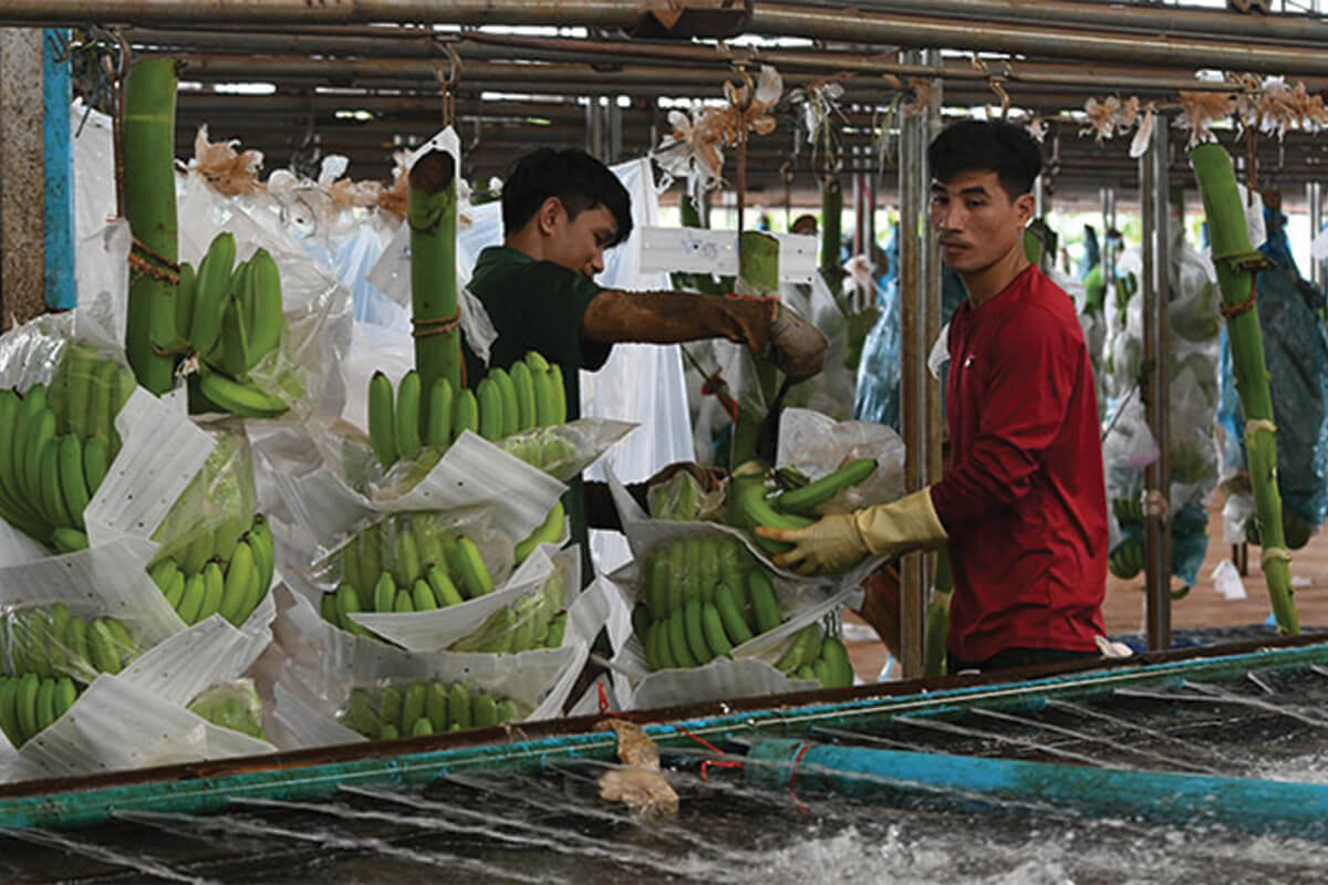 カンボジアの農産物輸出額、1〜9月で32億ドルを達成