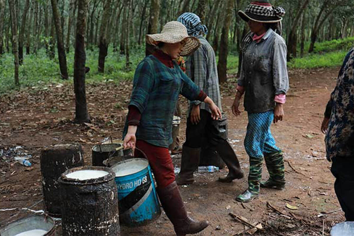 カンボジアの対EU輸出が危機、EU森林伐採規制の影響