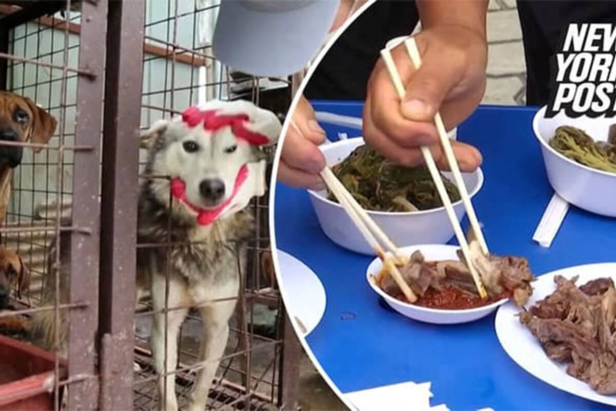 カンボジアで犬食が増加、CMAC事務局長が禁止法令を提案