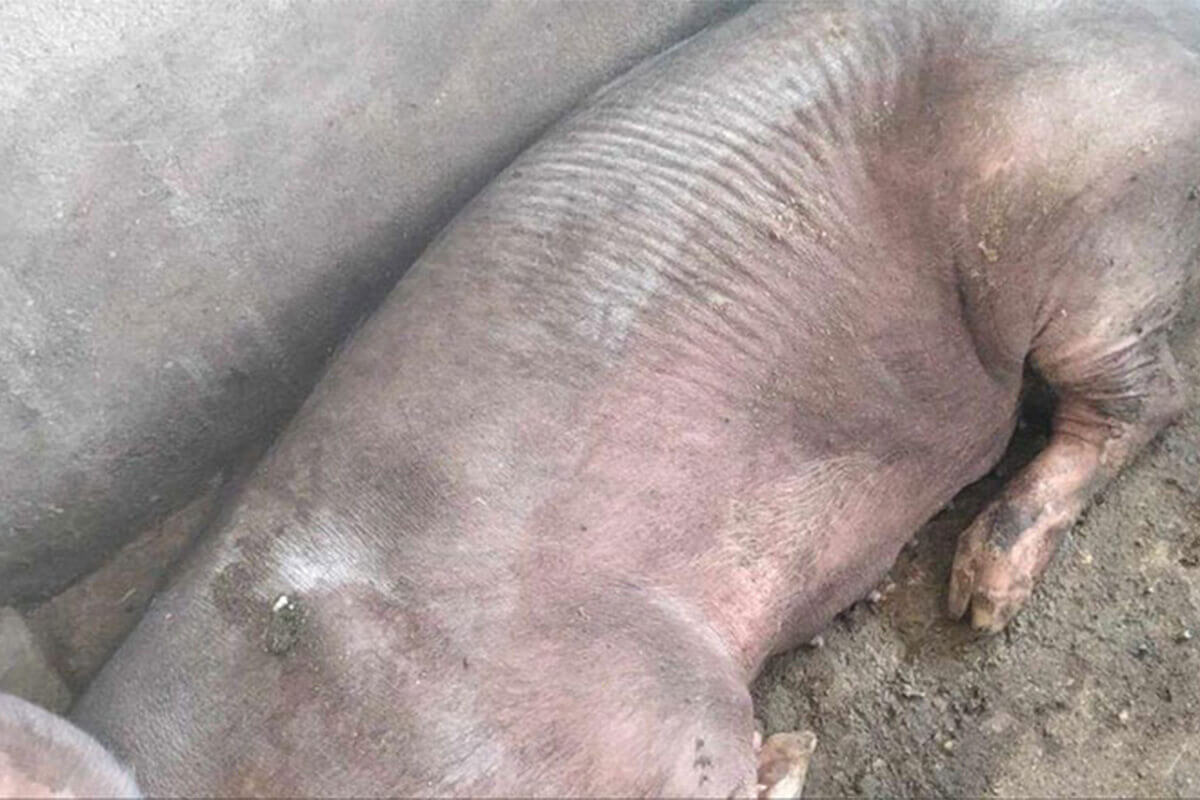 スバイリエンでアフリカ豚熱、現状では地区外への感染無し
