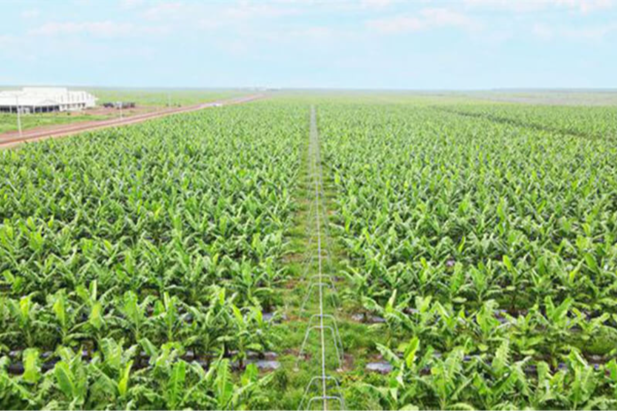 ベトナム企業の農業投資、数百万ドル規模を計画