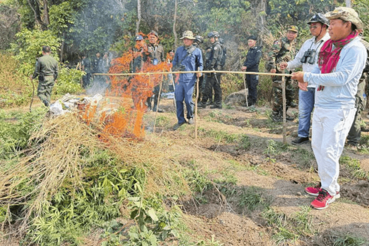 違法栽培の大麻3365本、タケオ州の山岳地帯で摘発