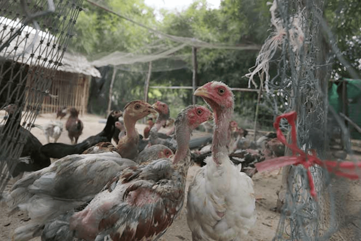 カンボジア南部で鳥インフル15例目、6歳女児が感染