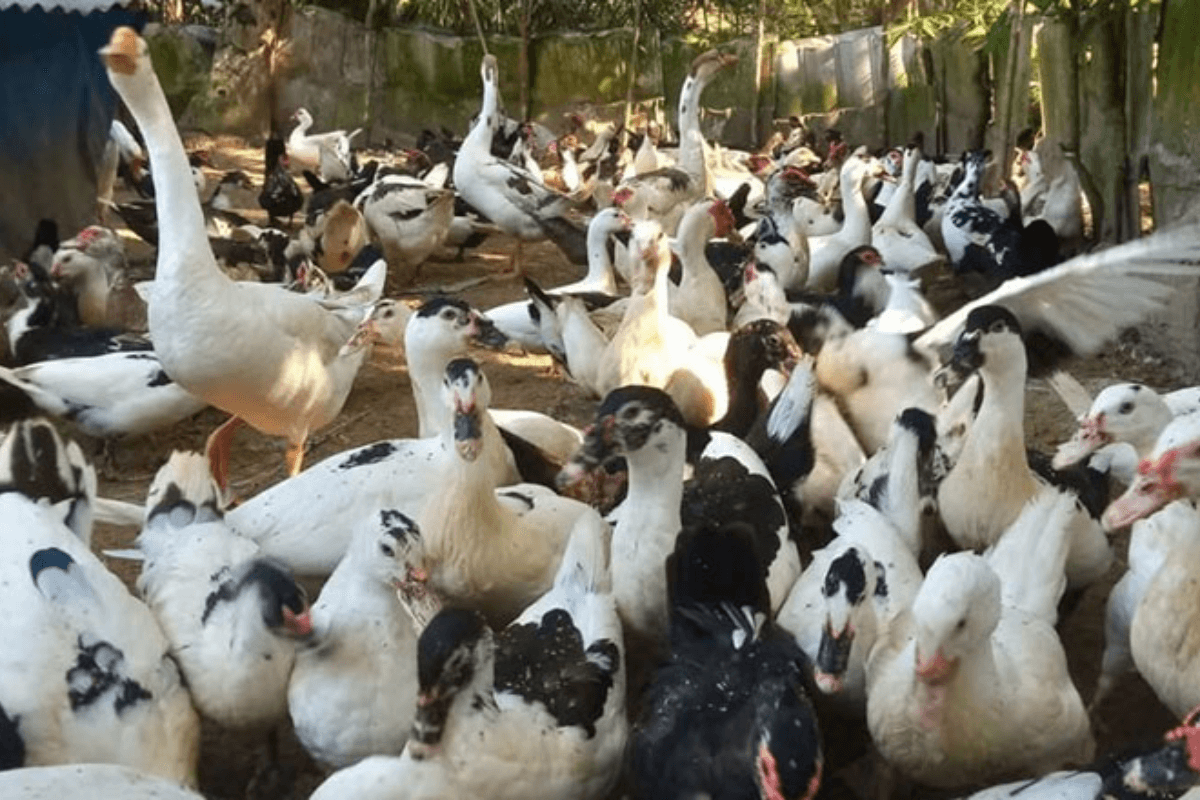 基礎食品に対するVAT免除、政府が28年まで延長