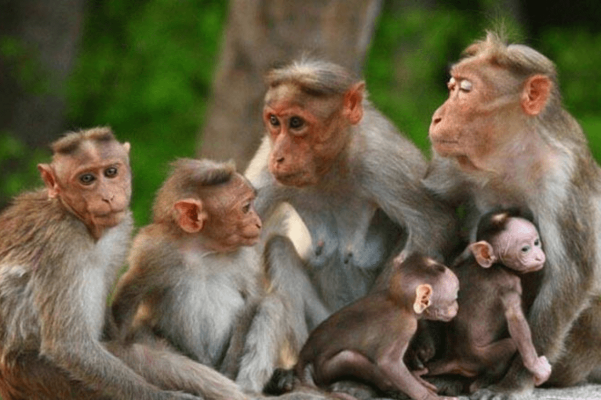 タイで摘発の野生ザル密輸、カンボジアが関与を否定