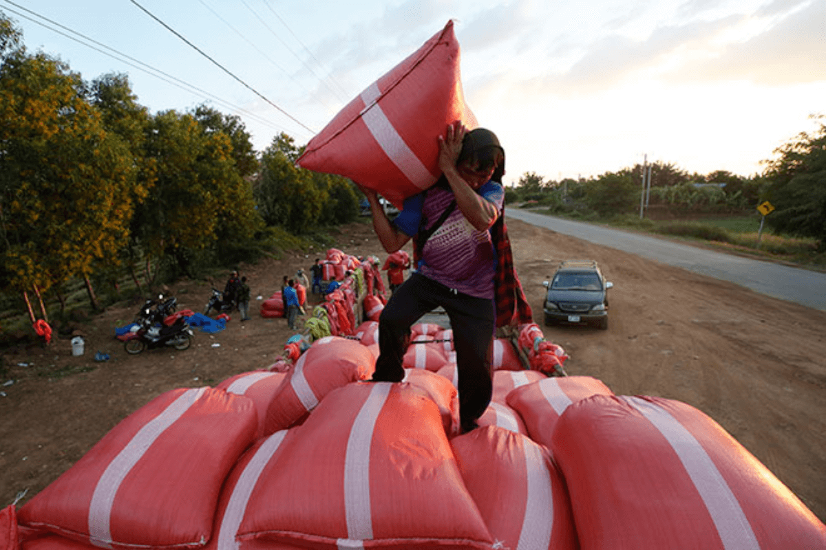 カンボジアでコメ価格急落、政府は農家支援と構造改革に本腰