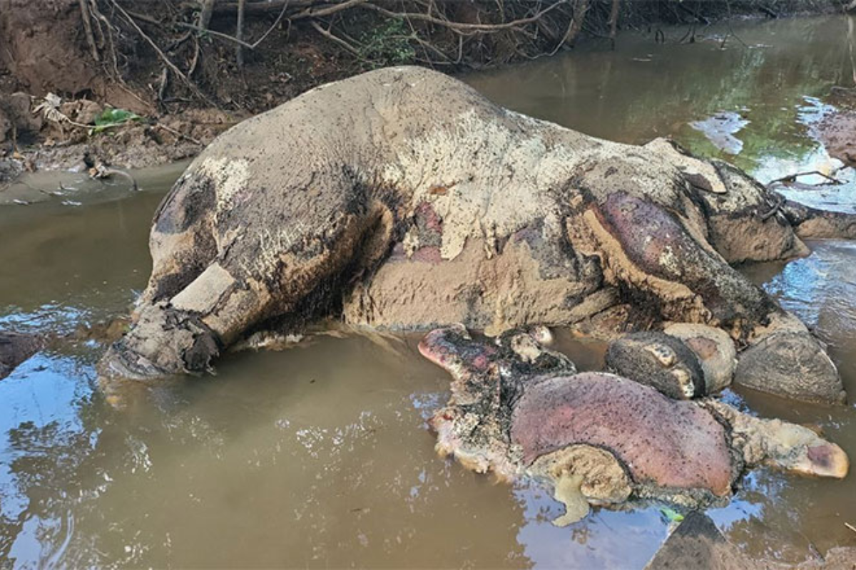 越境砲撃の影響でゾウ母子死亡、生態系への被害深刻化