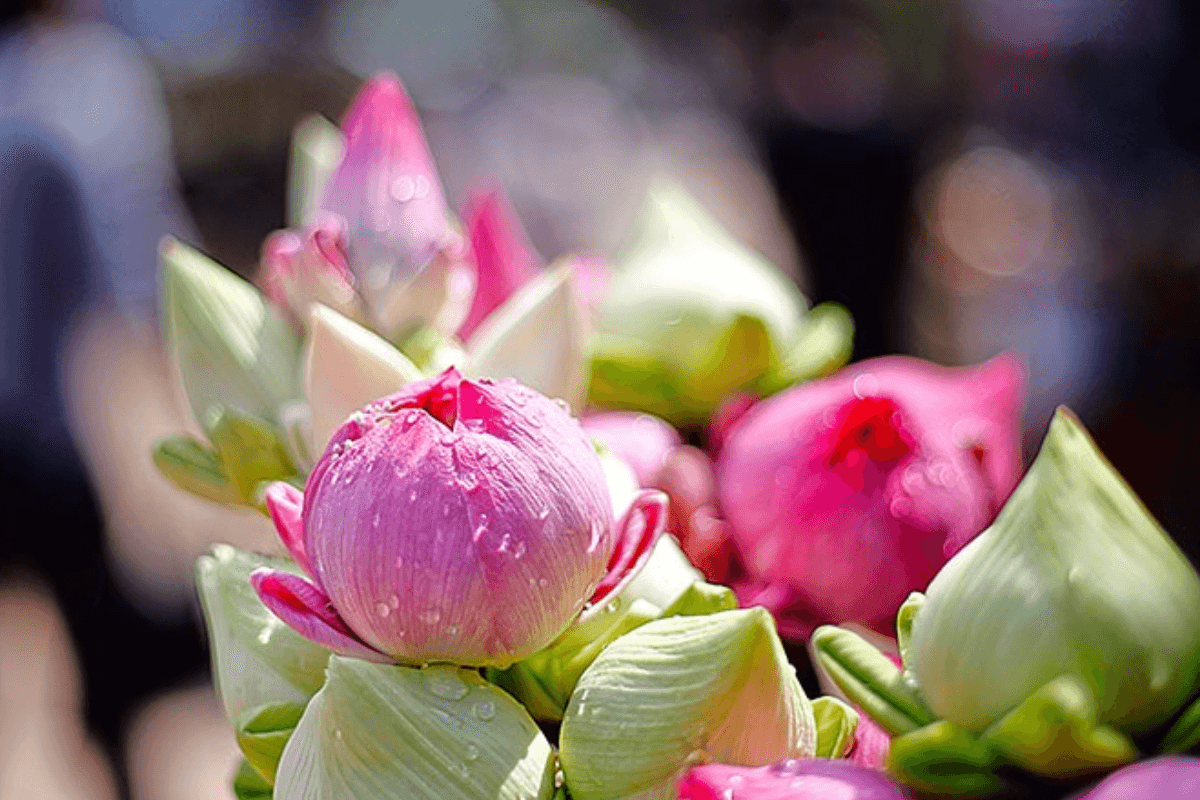 観光再建へ静かな戦略転換、ウェルネス重視で米市場開拓