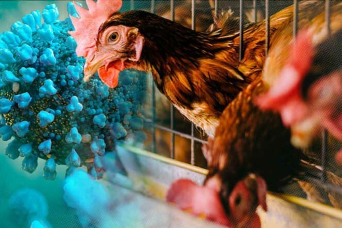 死んだ鶏を摂取で感染、カンボジアでH5N1確認の衝撃