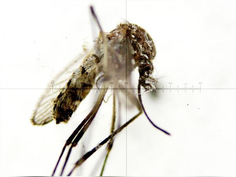 チクングニア熱、過去10年間で初めて発症