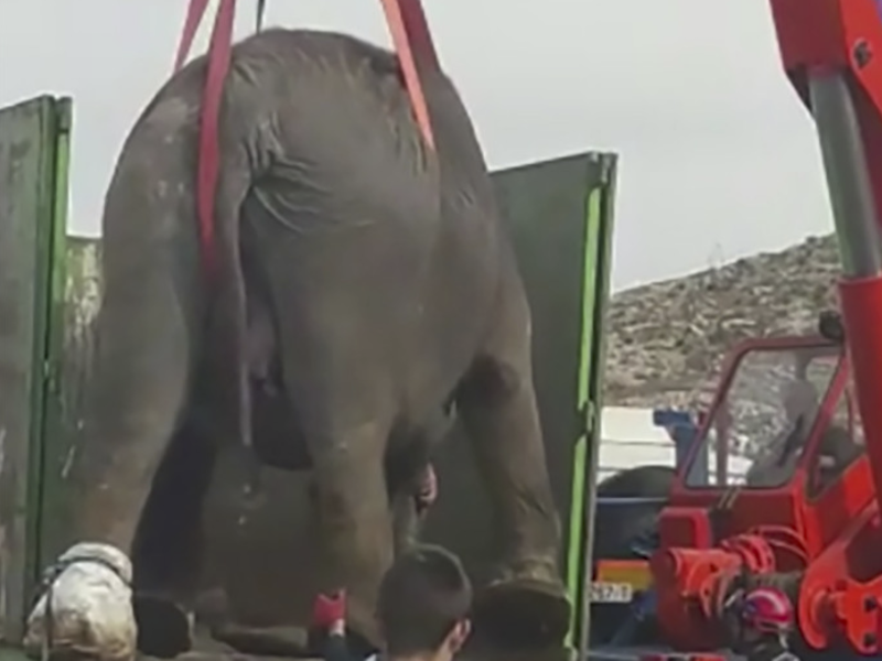 象を乗せた車が衝突事故、2人死亡