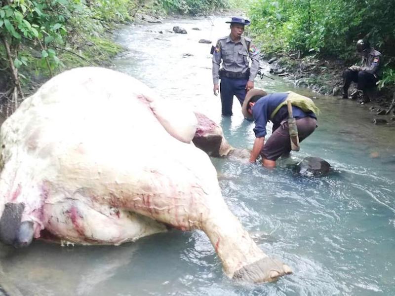 エーヤワディーで野生の象の死体見つかる