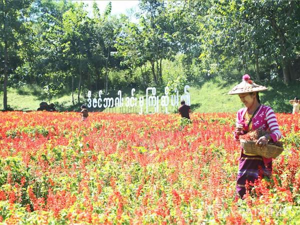 ピン・ウー・ルウィンで1ヶ月間の花祭り開催へ