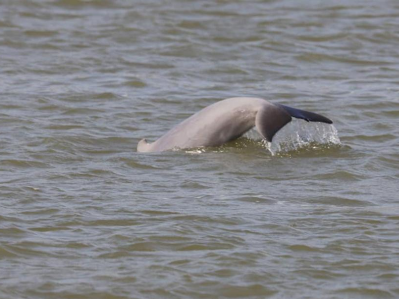 エーヤワディー川イルカ 79頭生息か 最近では最多生息数 Poste ポステ