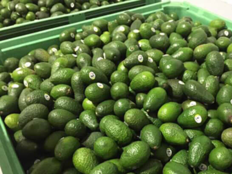 ミャンマー産アボカド、外国から関心集める