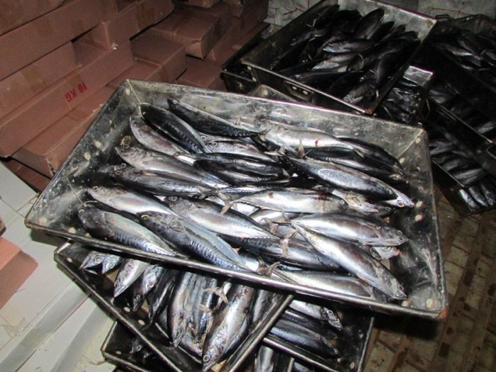 冷凍魚30トンから有害物質検出