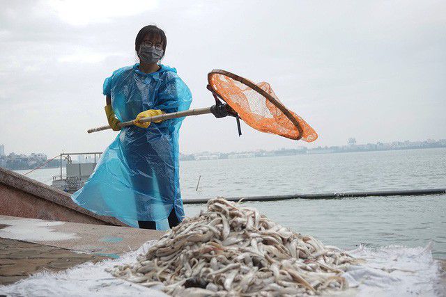 環境省、ハノイにタイ湖での魚大量死について調査実施を要請