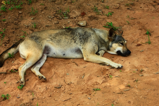 ベトナムでは狂犬病に要注意｜かかった際の症状や予防接種を打つタイミングも紹介