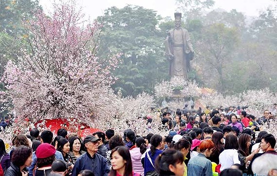 ハノイ、毎年恒例の桜祭りは3月に開催