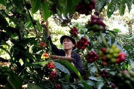 ベトナム産コーヒー豆、輸出伸び悩む