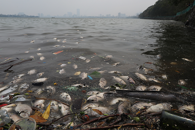 ハノイのタイ湖で魚大量死