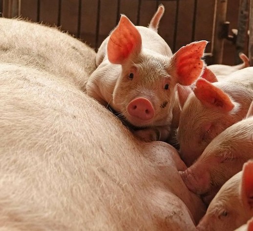 2020年まで豚肉不足、アフリカ豚コレラ影響